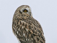 IMG 2132c  Short-eared Owl (Asio flammeus)